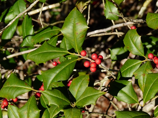 {Ilex opaca}